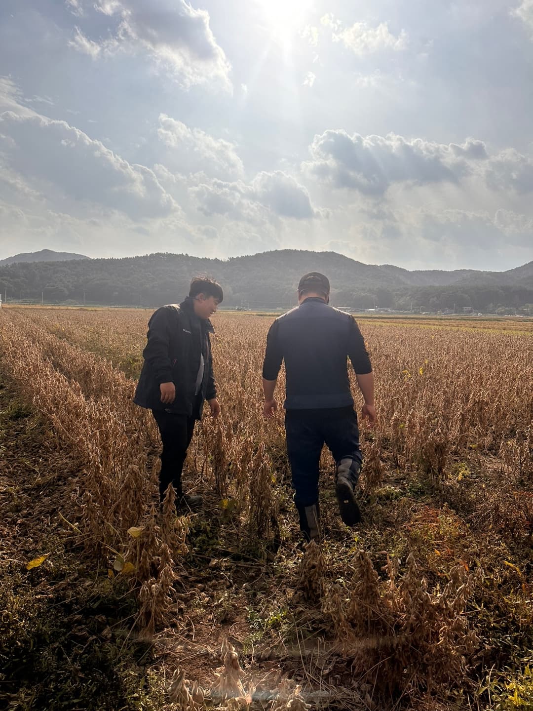 영덕 서리태 밭의 풍경