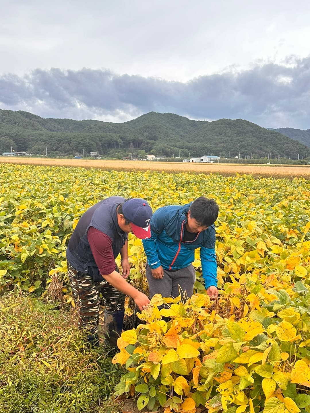 농부의 서리태 재배 과정