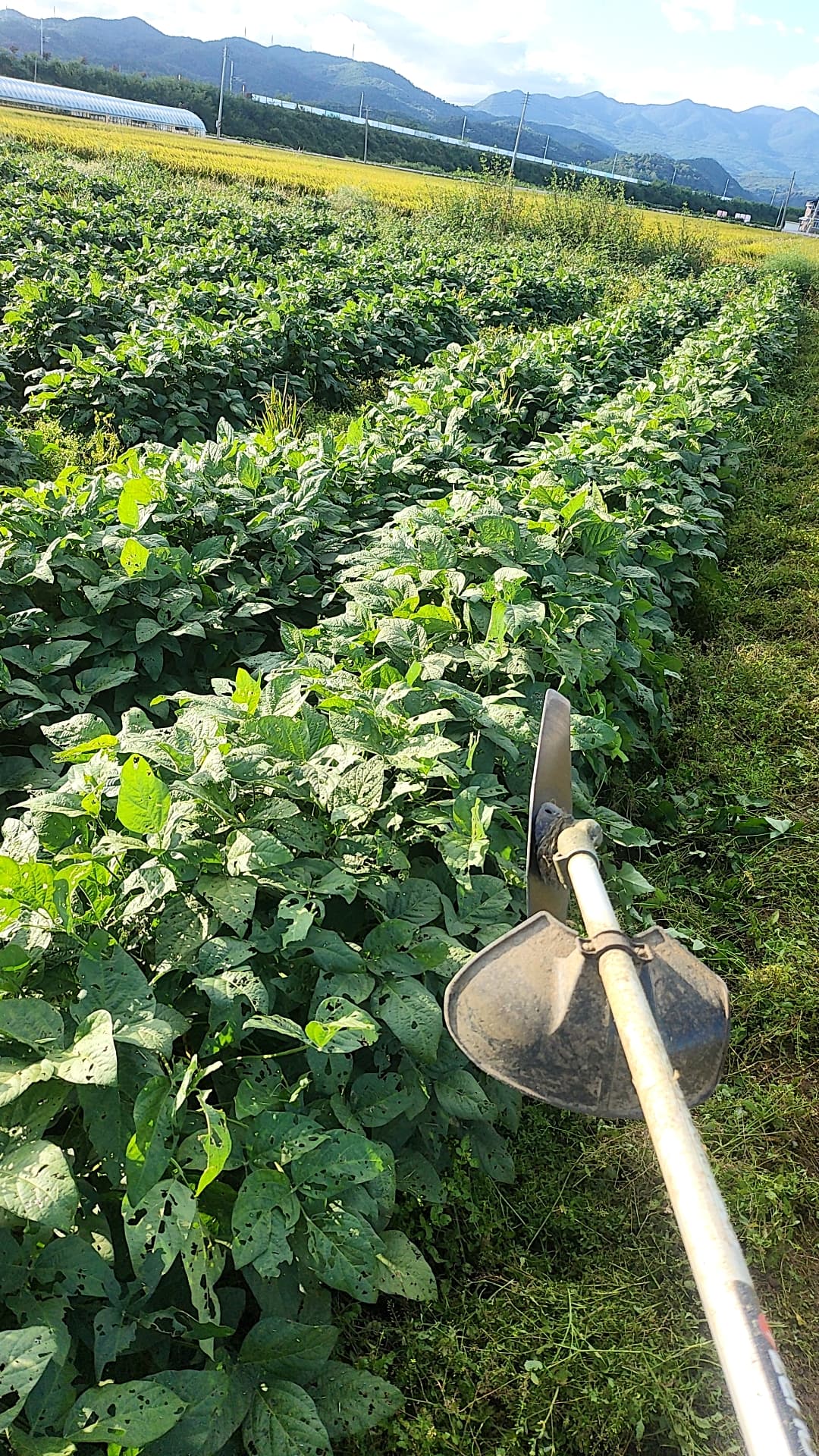 농부의 서리태 재배 과정