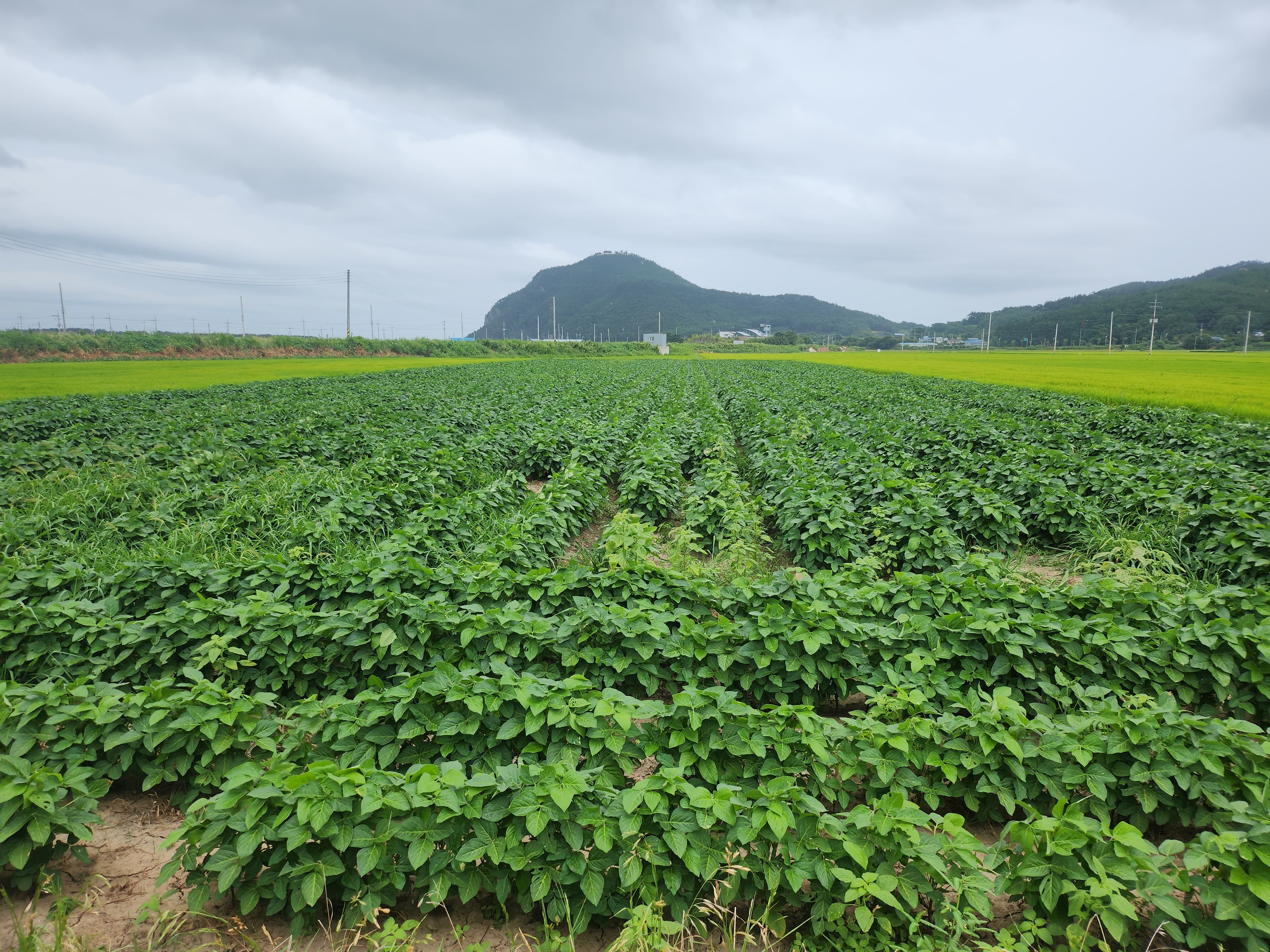 농부의 서리태 재배 과정