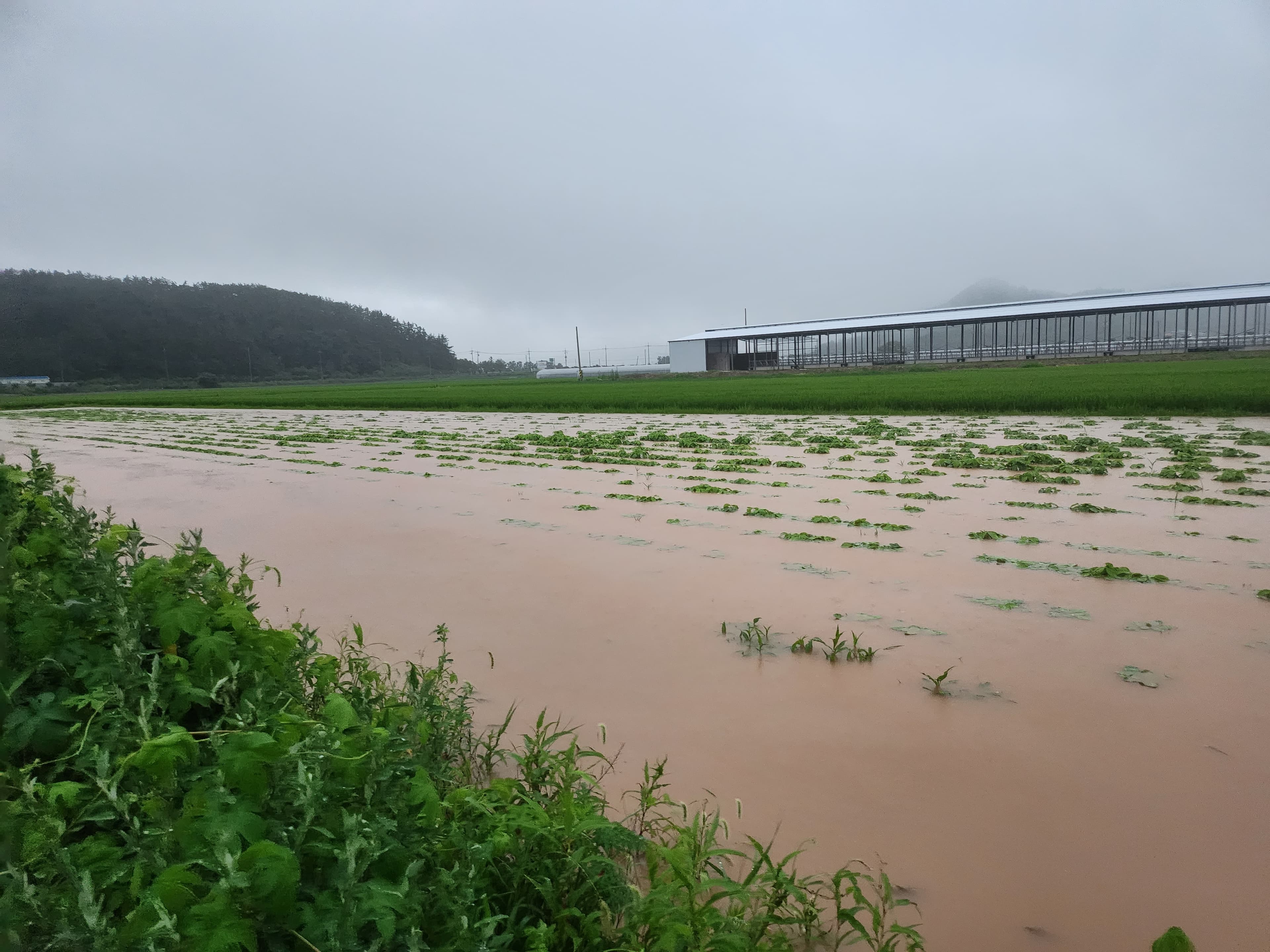 농부의 서리태 재배 과정